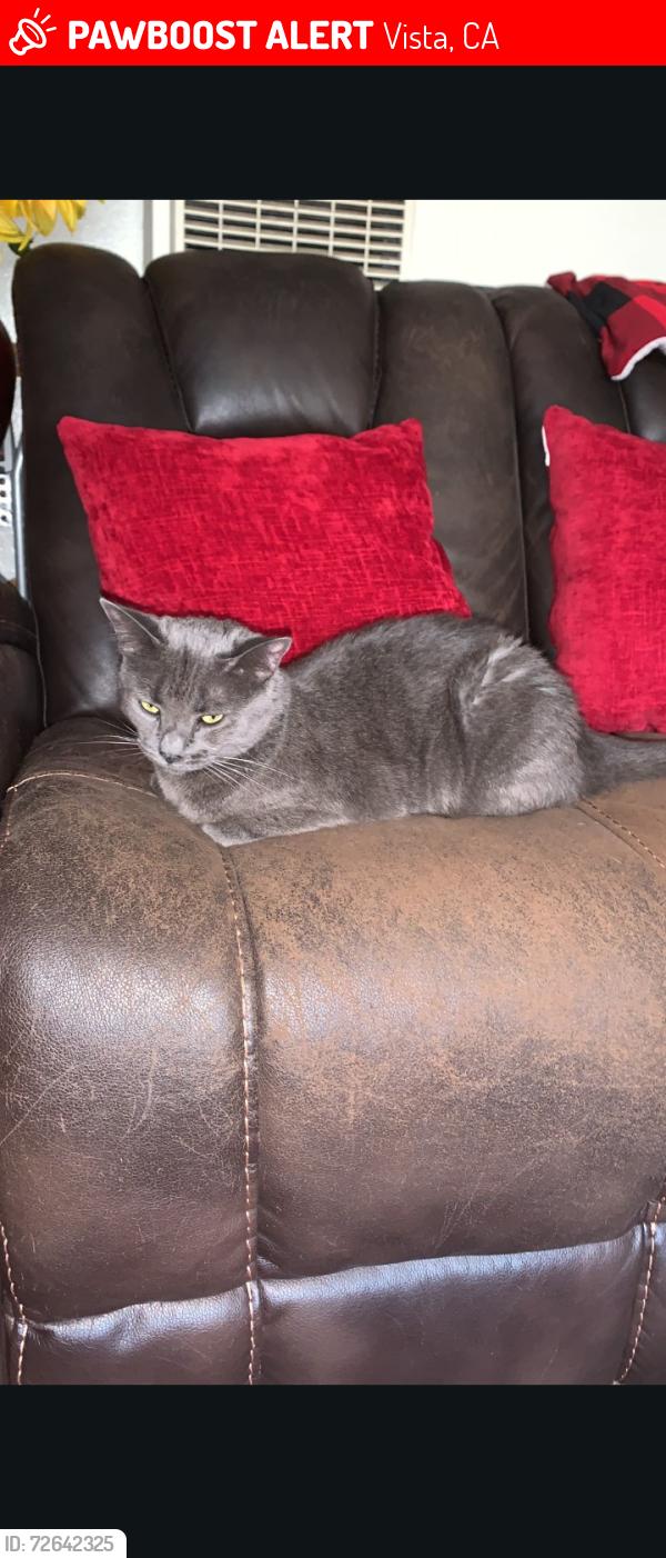 Lost Female Cat last seen West Drive hillside Avenue, Vista, CA 92084