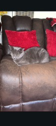 Lost Female Cat last seen West Drive hillside Avenue, Vista, CA 92084