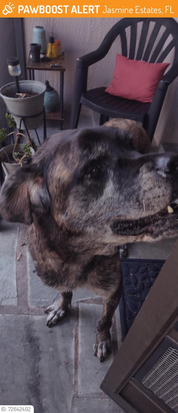 Found/Stray Unknown Dog last seen Morehead Ln , Jasmine Estates, FL 34668