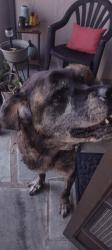 Found/Stray Unknown Dog last seen Morehead Ln , Jasmine Estates, FL 34668