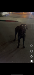 Found/Stray Female Dog last seen Tab hardware , Long Beach, CA 90813