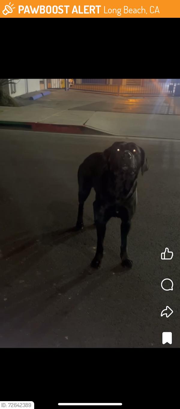 Found/Stray Female Dog last seen Tab hardware , Long Beach, CA 90813