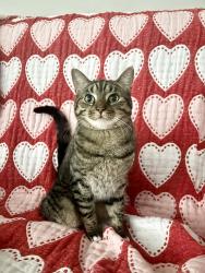 Lost Male Cat last seen West 130th, Brook Park, OH 44142