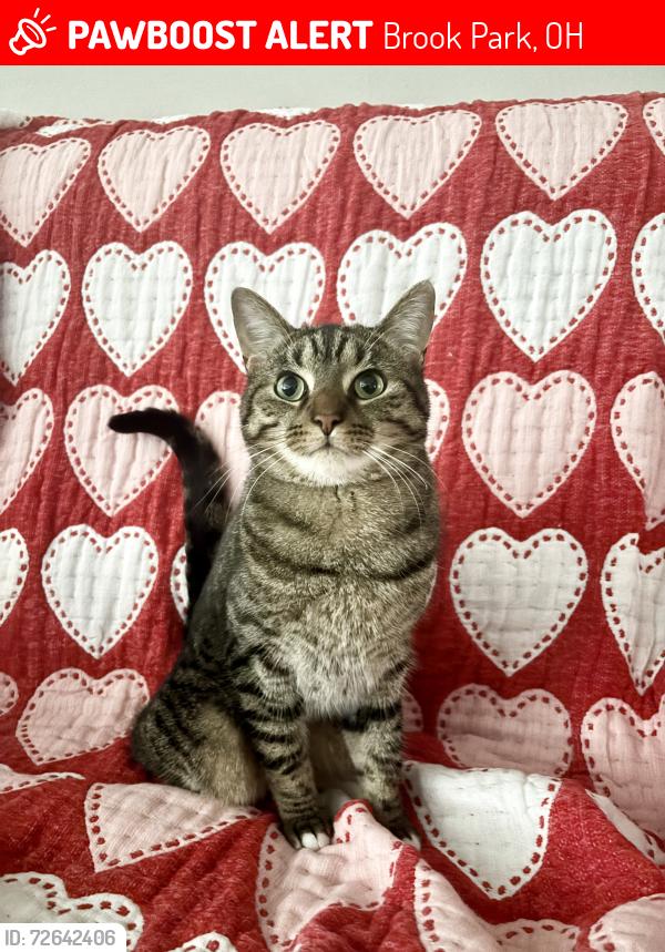 Lost Male Cat last seen West 130th, Brook Park, OH 44142
