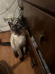 Lost Male Cat last seen Creek is near 711 is near by , Sonoma, CA 95476