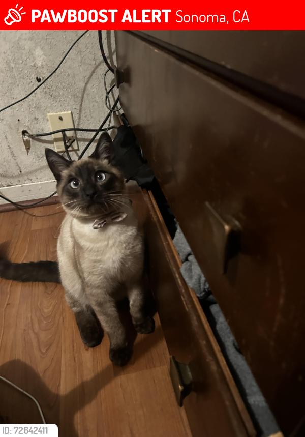 Lost Male Cat last seen Creek is near 711 is near by , Sonoma, CA 95476