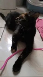 Found/Stray Unknown Cat last seen Near South Homan Ave , Chicago, IL 60632