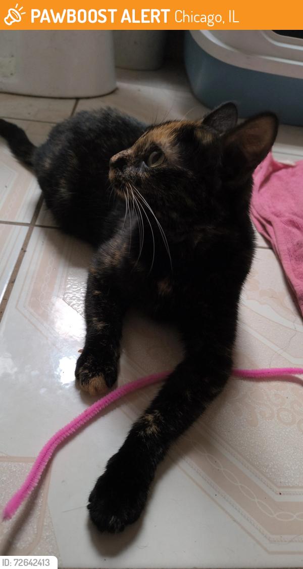 Found/Stray Unknown Cat last seen Near South Homan Ave , Chicago, IL 60632