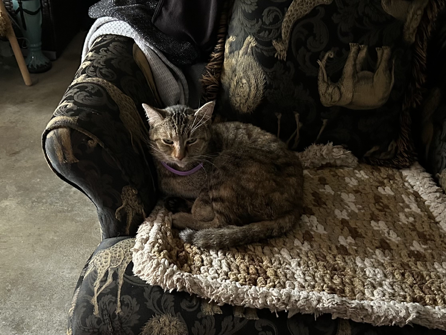 Lost Female Cat last seen Near S 81st W Ave, Tulsa, OK 74127, USA, Tulsa, OK 74127