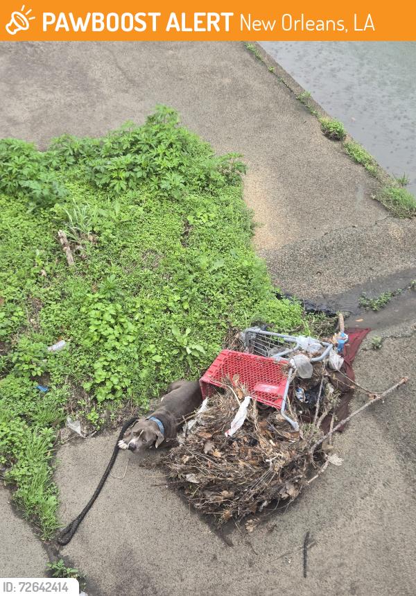 Found/Stray Unknown Dog last seen Palmetto and eagle by the c, New Orleans, LA 70118