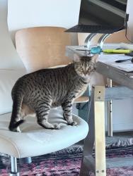 Lost Female Cat last seen bear canyon & bear paw pl, Tucson, AZ 85749