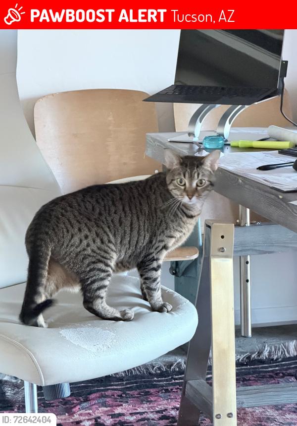 Lost Female Cat last seen bear canyon & bear paw pl, Tucson, AZ 85749