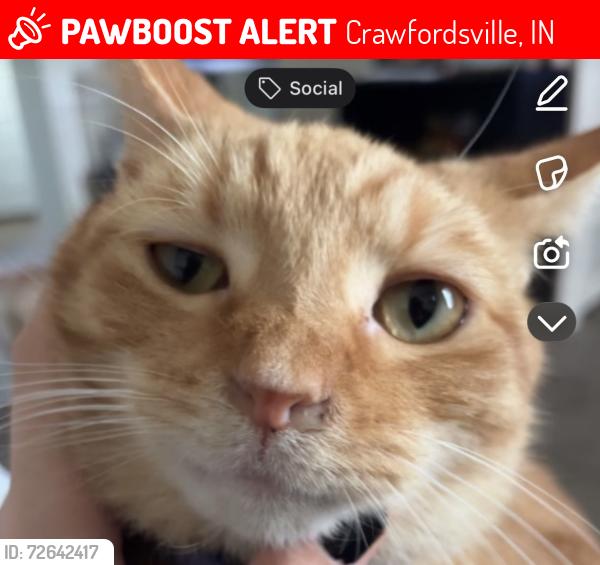 Lost Male Cat last seen Near east pike street, Crawfordsville, IN 47933