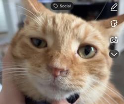 Lost Male Cat last seen Near east pike street, Crawfordsville, IN 47933