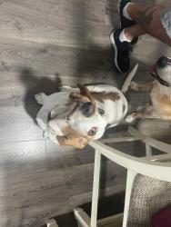Lost Female Dog last seen Wayside road and plank road , Raeford, NC 28376