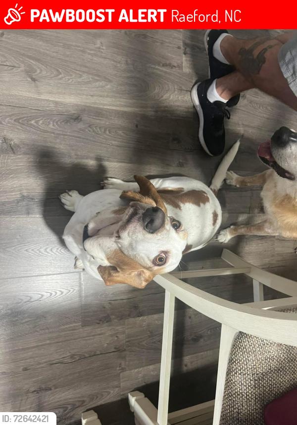 Lost Female Dog last seen Wayside road and plank road , Raeford, NC 28376
