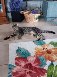 Lost Female Cat last seen County line and Bruce B Downs, Tampa, FL 33647
