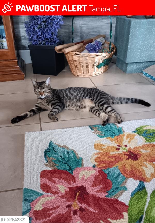 Lost Female Cat last seen County line and Bruce B Downs, Tampa, FL 33647