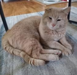 Found/Stray Male Cat last seen Edmonds and 6th st, Burnaby, BC V3N 4Z6