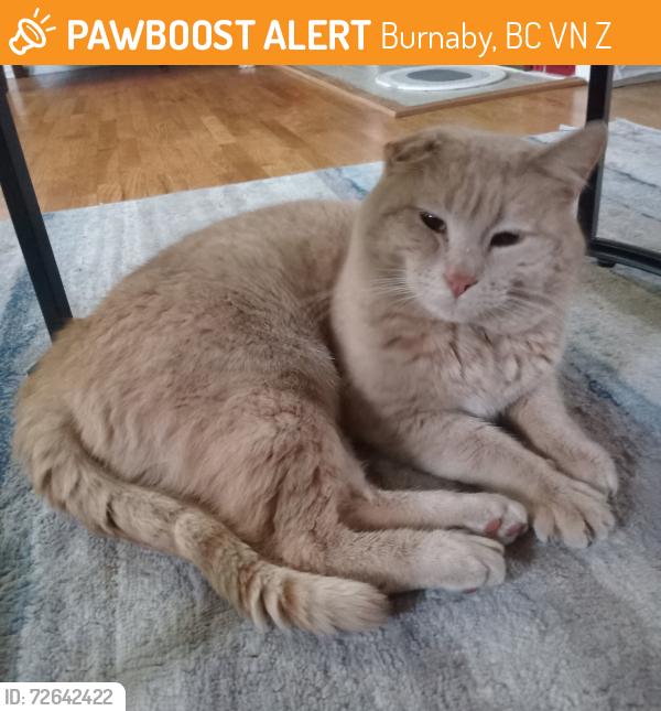Found/Stray Male Cat last seen Edmonds and 6th st, Burnaby, BC V3N 4Z6