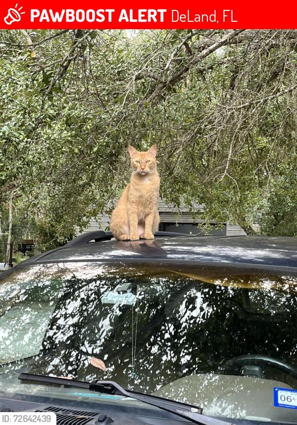 Lost Female Cat last seen New York Ave Roundabout, DeLand, FL 32724