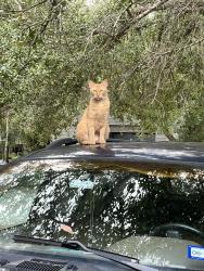 Lost Female Cat last seen New York Ave Roundabout, DeLand, FL 32724