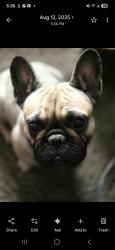 Lost Female Dog last seen Road 208/180, Lindsay, CA 93247