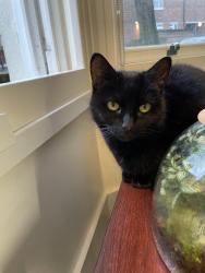 Found/Stray Female Cat last seen Stroud Green road , Finsbury Park, England N4 3LD