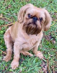 Lost Female Dog last seen Bellair Road and Us 19, Clearwater, FL 33764