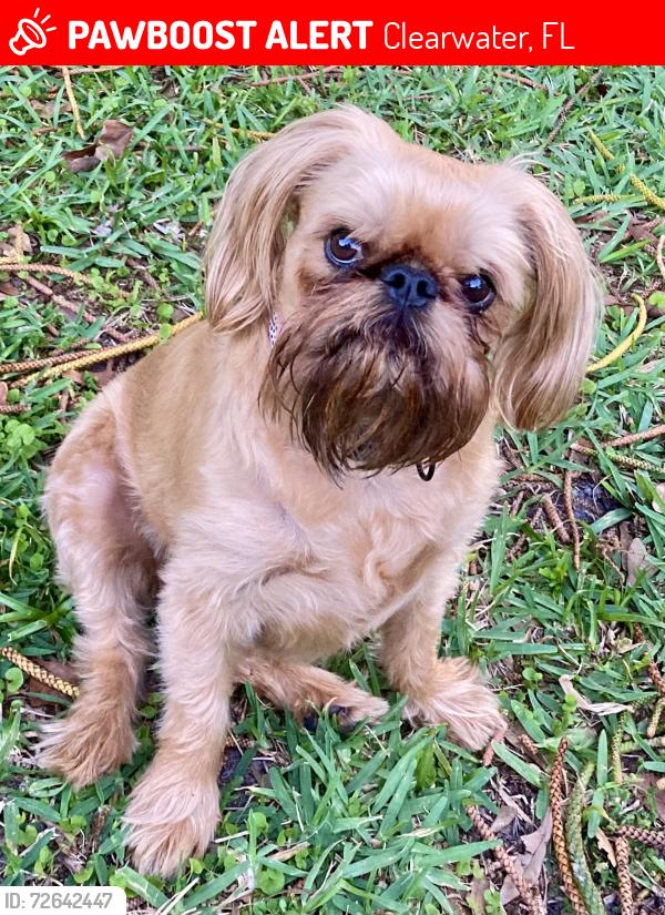 Lost Female Dog last seen Bellair Road and Us 19, Clearwater, FL 33764