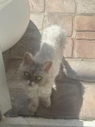 Lost Male Cat last seen John I smith, doral park , Miami, FL 33178
