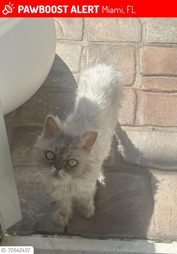Lost Male Cat last seen John I smith, doral park , Miami, FL 33178