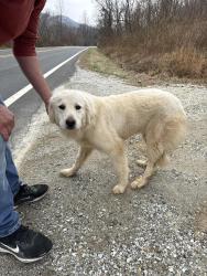Found/Stray Unknown Dog last seen Patrick Henry Hwy, Roseland, VA 22967