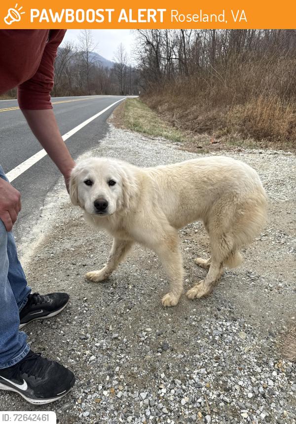 Found/Stray Unknown Dog last seen Patrick Henry Hwy, Roseland, VA 22967