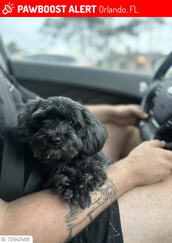 Lost Female Dog last seen Anthony and strada, Orlando, FL 32822