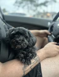 Lost Female Dog last seen Anthony and strada, Orlando, FL 32822