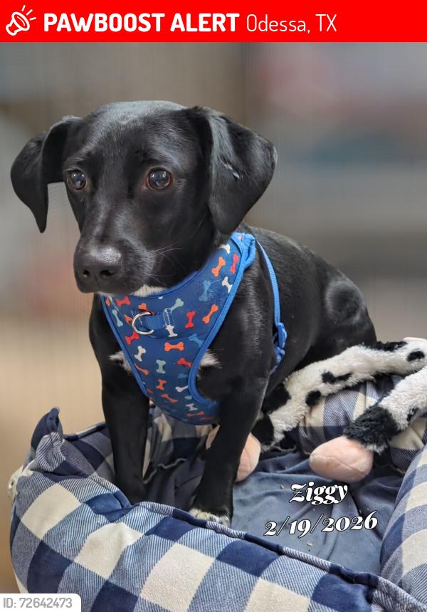 Lost Male Dog last seen Petco, Odessa, TX 79762