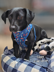 Lost Male Dog last seen Petco, Odessa, TX 79762