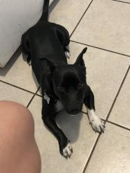 Lost Male Dog last seen Right off miller ave 76119, Fort Worth, TX 76119