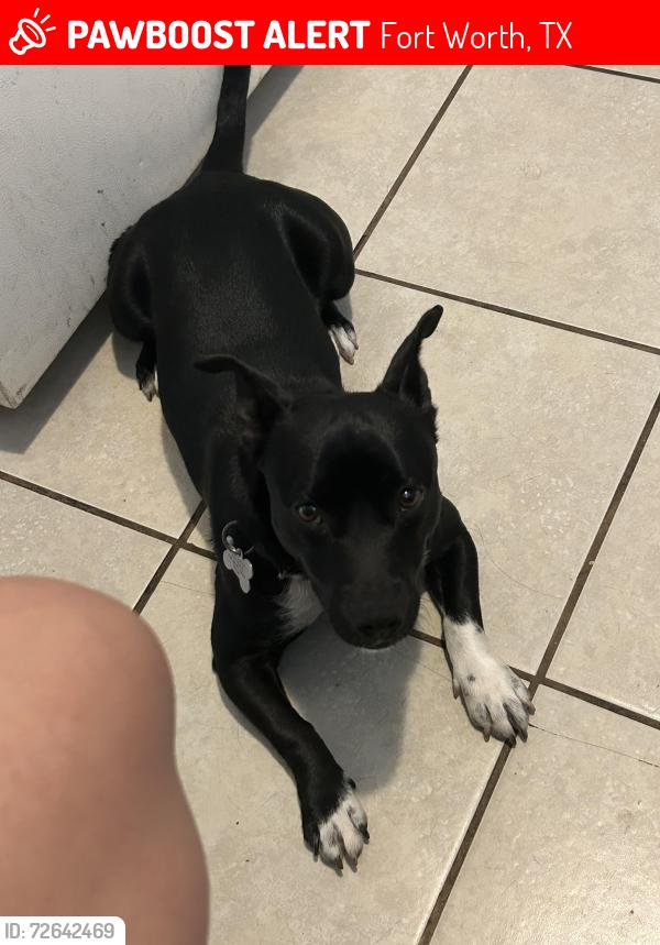 Lost Male Dog last seen Right off miller ave 76119, Fort Worth, TX 76119