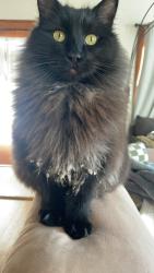 Lost Male Cat last seen 21st and Tyler, Wichita, KS 67212