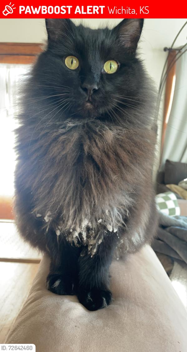 Lost Male Cat last seen 21st and Tyler, Wichita, KS 67212