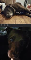 Found/Stray Male Dog last seen Hillcrest, San Antonio, TX 78228