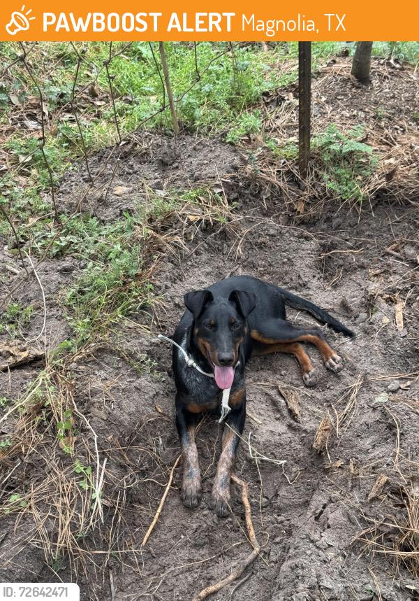 Found/Stray Female Dog last seen Near and Manor Dr, Magnolia, TX 77354