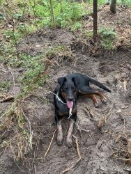 Found/Stray Female Dog last seen Near and Manor Dr, Magnolia, TX 77354