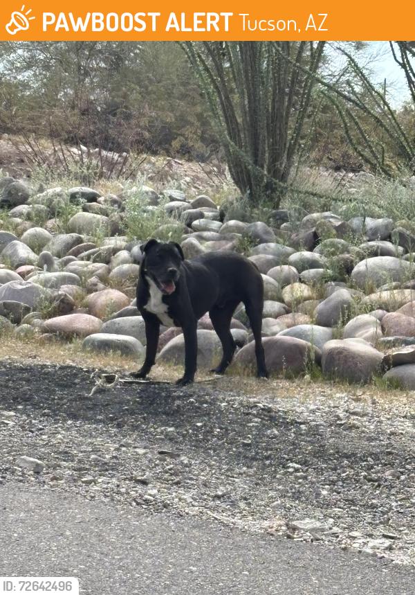 Found/Stray Male Dog last seen La Cima middle school , Tucson, AZ 85704