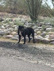 Found/Stray Male Dog last seen La Cima middle school , Tucson, AZ 85704