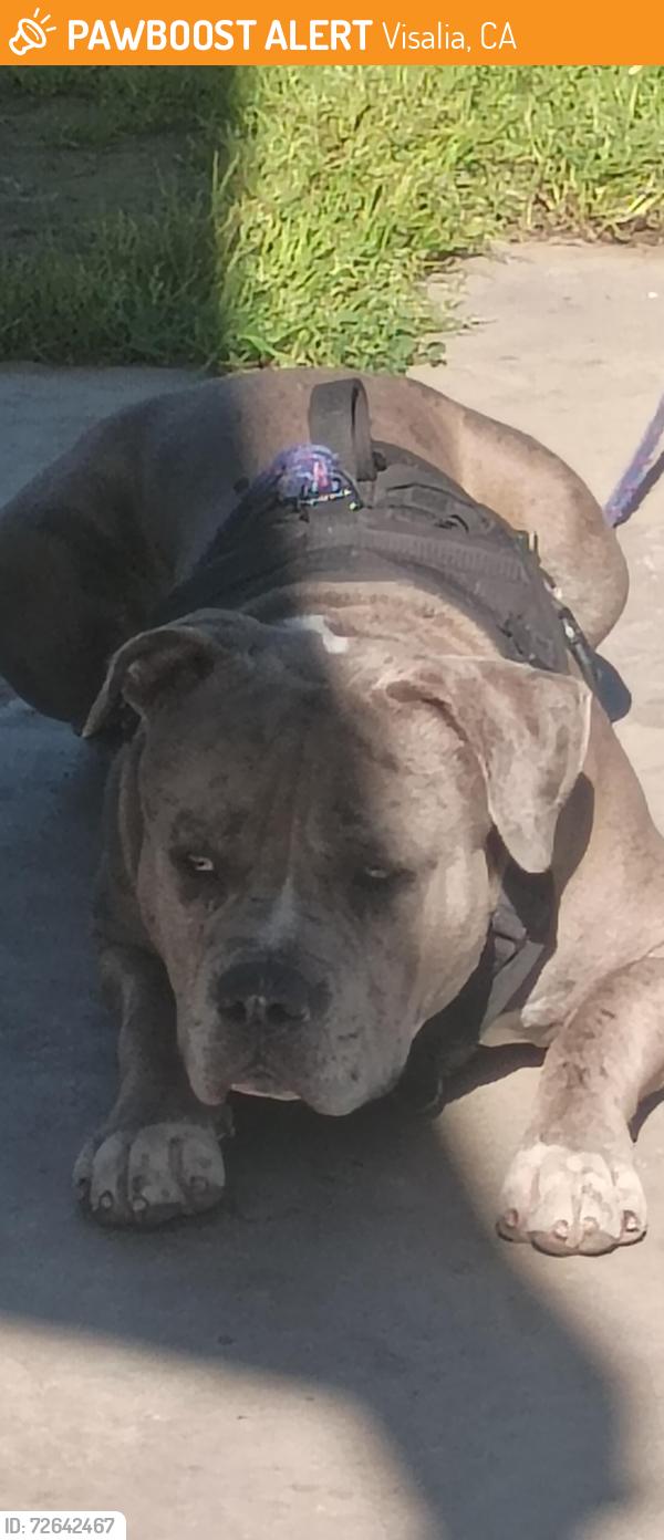 Found/Stray Male Dog last seen Mountain View school , Visalia, CA 93277