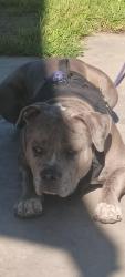Found/Stray Male Dog last seen Mountain View school , Visalia, CA 93277