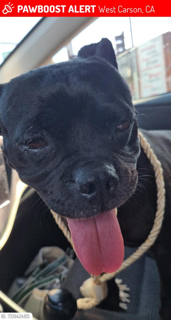 Lost Female Dog last seen Vermont/223rd, West Carson, CA 90502